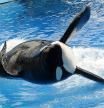 El nacimiento de una orca en cautividad en Tenerife indigna a entidades animalistas