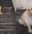 El enternecedor sonido de una golden retriever cada vez que baja las escaleras que emociona: “Para cuando necesito un momento de alegría en mi día”