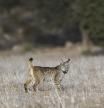El lince bloquea la explotación del mayor yacimiento de tierras raras