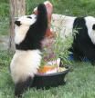 Tai Shan (mascle) amb la tarta gelada especial d'aniversari. La mare, Mei Xiang, l'observa. foto: Ann Batdorf/Smithsonian's National Zoo.