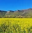 La Garrotxa más amarilla, en primavera