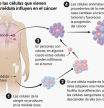 Descubierto un mecanismo insospechado de progresión del cáncer que afecta a 16.500 personas al año en España