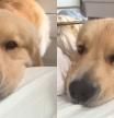 La tierna forma en la que un golden retriever despierta a su dueña cada mañana: “Qué criatura tan perfecta”