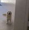 La reacción de un golden retriever al darse cuenta que tiene que subir por las escaleras por culpa del apagón: “El mío tampoco quería”