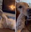 El entrañable comportamiento de un golden retriever con sus juguetes: “Los gestos valen mucho más que las palabras”