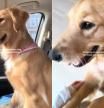 Se compran una casa más grande para que su golden retriever tenga más espacio y la reacción del perro enternece a miles de personas: “Se le ve tan contento, ahora tiene un jardín enorme para jugar”