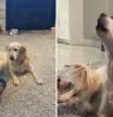 El precioso momento en el que un golden retriever vuelve a ladrar después de meses sin poder hacerlo: “Quería decirlo todo antes de irse”