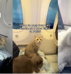 Enseña cómo se portan sus cuatro gatos en un vuelo de 8 horas a París y la gente alucina: “Mil veces más educados que un niño”