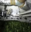 Dos detenidos tras desmantelarse en Sils (Girona) un cultivo con 777 plantas de marihuana