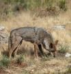 El Constitucional estudiará la próxima semana el recurso del Defensor del Pueblo contra la caza del lobo