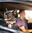 Los niños no pueden viajar en el asiento delantero del coche, pero ¿puedes llevar allí a tu perro?