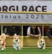 Las divertidas carreras de corgis de la Corgi Race Vilnius 2025