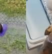 Rescatan a un cachorro abandonado en un campo de béisbol y su transformación emociona: “Los humanos no nos merecemos a los perros”