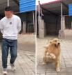 La gran capacidad de un golden retriever para imitar una coreografía de baile junto a su dueño: “K-Dog”