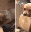 La emotiva escena de un perrito abandonado en Sudáfrica que comparte comida con la gente que le rescató: “Su corazón es más grande que su cuerpo”