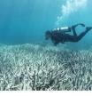 El planeta supera su primer punto de no retorno climático: la muerte de los arrecifes de coral
