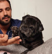 Andrés Santiago, veterinario clínico: “Es fundamental que el suplemento articular que demos a los perros mayores no interfiera con su medicación ni sobrecargue los riñones o hígado”