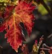 FOTODELDÍA LOGROÑO 28/10/2025.- El otoño transforma los paisajes de La Rioja. Los viñedos cambian de color, las hojas pasan del verde a tonalidades rojizas o doradas. Este martes se esperan en La Rioja intervalos de nubes bajas con brumas y bancos de niebla al principio del día, tendiendo a poco nuboso. EFE/Raquel Manzanares