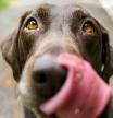 Qué significa que tu perro te chupe las manos según la veterinaria