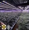 Desmantelada una plantación en Vallirana con 1.260 plantas de marihuana