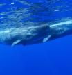El Convenio sobre Cetáceos reclama a España medidas para proteger rorcuales y cachalotes