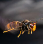 En Terrassa matan avispas asiáticas a 'dronazos'