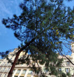 El pino de Pi i Sunyer