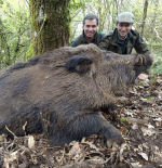 Galicia tiene un superjabalí, el 'vakamulo', que puede alcanzar hasta los 200 kilos