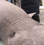 La llegada de un tiburón foca a una playa de Asturias genera gran expectación científica