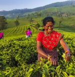 Guía para viajar por primera vez a Kerala, el estado más mágico de India