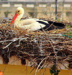La población de cigüeña blanca en España ha bajado un 20% en los últimos diez años