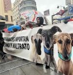 Miles de galgos abandonados en España son adoptados en otros países de Europa y en EE.UU.