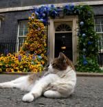 El gato Larry, celebra 15 años en Downing Street