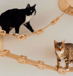 Comparativa de estantes para gatos 2026: 5 opciones para ganar espacio (sin destrozar el salón)