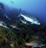Un mar sin fronteras: la migración de la dorada redefine su gestión en el Mediterráneo