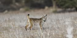 El lince bloquea la explotación del mayor yacimiento de tierras raras