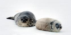 El hielo se derrite y las focas desaparecen: colapso en las poblaciones antárticas