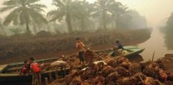 El chocolate que te comes aquí puede matar orangutanes en Indonesia