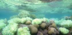 Catástrofe global: más del 80% de los arrecifes de coral del mundo se tiñen de blanco