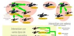 Los gráficos que explican qué son las 'Orcas Gladis' y cómo atacan a los veleros