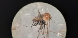 Cómo podemos evitar las enfermedades infecciosas transmitidas por mosquitos