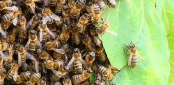 Los 'hombres de Harrelson' de las abejas