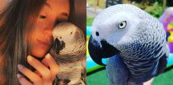 La desesperada búsqueda de Lila, el loro perdido en Barcelona