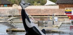 El cautiverio de orcas y delfines en Europa: “Cerca del fin”