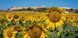 Carmona, el pueblo sevillano que atrae miles de japoneses para ver la floración de los girasoles