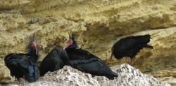 Andalucía logra devolver a la Naturaleza el ibis eremita tras liberar ejemplares criados en zoos