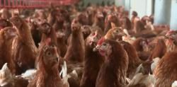 España confina todas las aves de corral por la gripe aviar para no sacrificar más