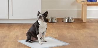 Cuida de tus peludos con estos productos ‘top ventas’ para mascotas