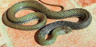 Culebra bastarda en Pedralbes.