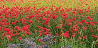 Camino a Santa Maria de Gallecs.